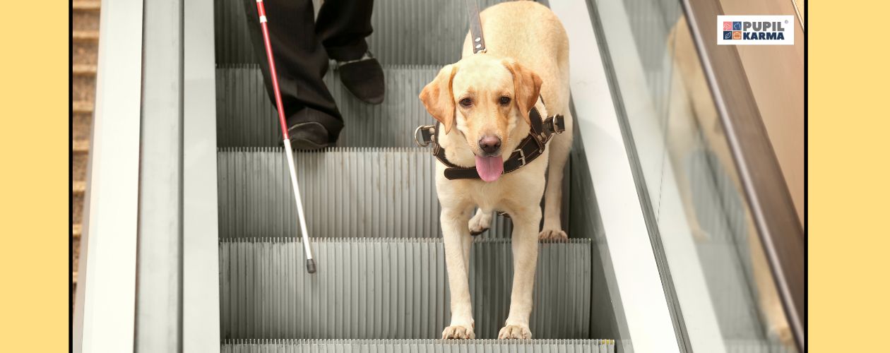Labradory szybko się uczą. Na zdjęciu pies na schodach ruchomych prowadzi niewidomego mężczyznę. Na zdjęciu widac psa na schodach i tylko nogi człowieka. PO bokach żółte pasy i logo pupilkarma. 